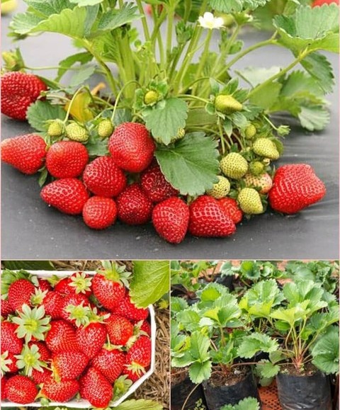 no perennial yes strawberry plan.jpg