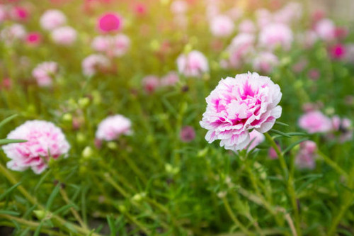 Beautiful flower Portulaca oleracea in summer on a green background. Close up, Blur background.jpg