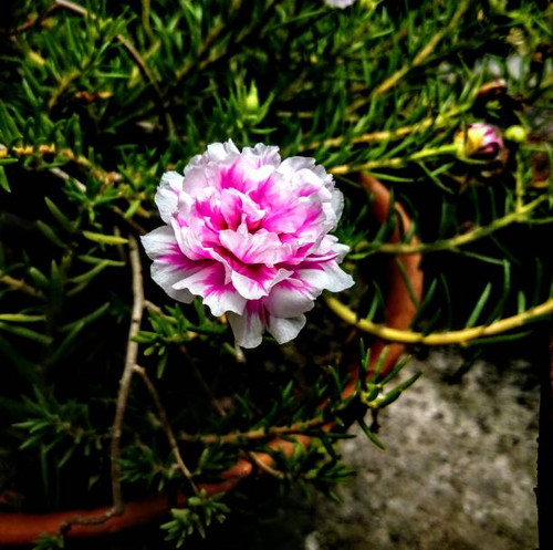 The pic of a  beautiful flower in my garden, this flower has a perfect time of blooming and hence lo.jpg