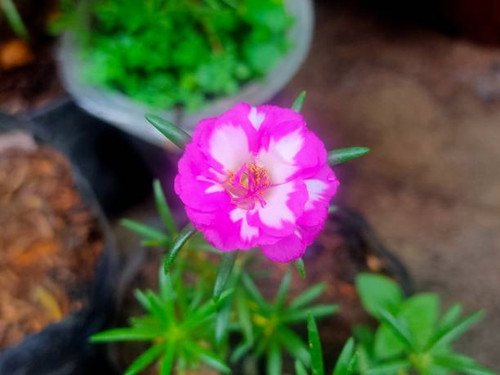 Moss rose purslane flowers have beautiful color gradations..jpg