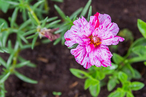 Beautiful flowers outside in the flowerbed.jpg