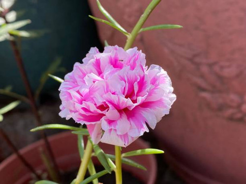 Beautiful moss rose carnation with a combination of pink and white.jpg