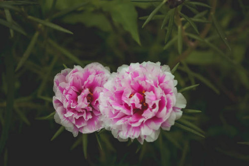 Beautiful flowers that are a mixture of pink and white. This flower looks beautiful..jpg