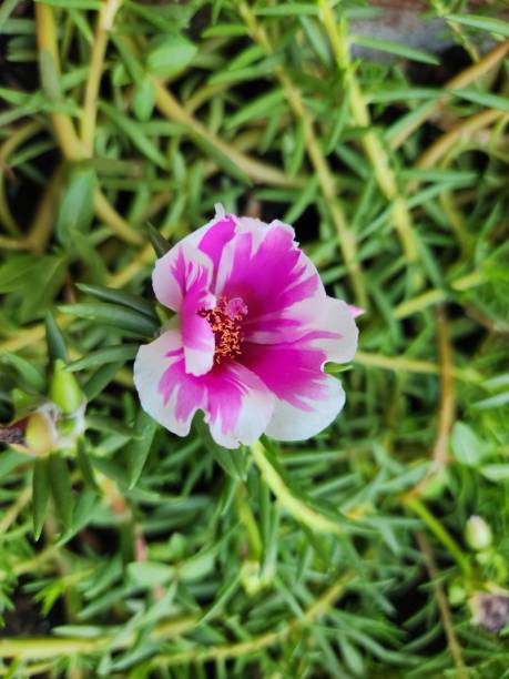 The pink flower with a white border of Portulaca grandiflora is a delicate and ornamental variation .jpg