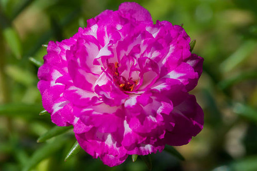 Amazing beautiful colorful flowers background.jpg