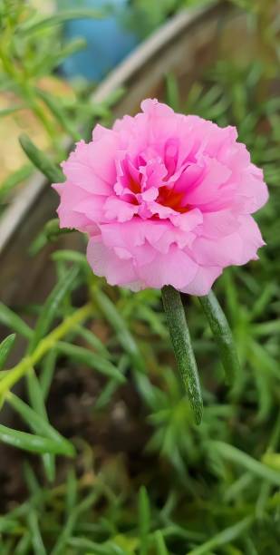 a photography of a pink flower in a pot with green leaves, flowerpot with pink flower in front of a .jpg
