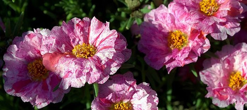 09 portulaca3 726777 jpg.jpg