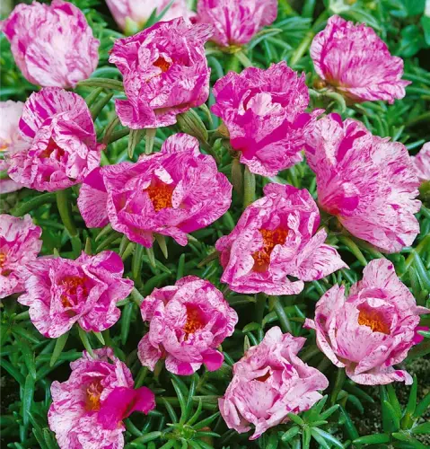 07 PORTULACA PEPPERMINT 718x750 proportionalsmallest.webp