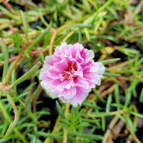 a flower that grows in a garden with a very attractive color that is pink mixed with white that grow.jpg