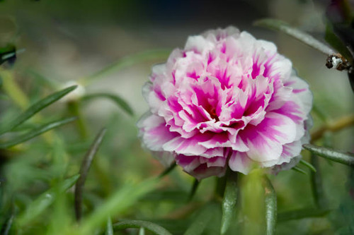 A white and cerise pink Moss-rose purslane or portulaca grandiflora rose. Close-up, macro photo with.jpg