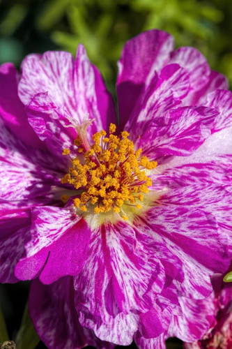 02 variegated pink white moss rose blossom moss rose portulaca oleracea magenta pink white blossom g.jpg
