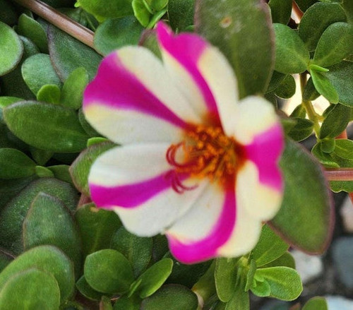 03 il 570x N 7242316240 2ufi jpg.jpg