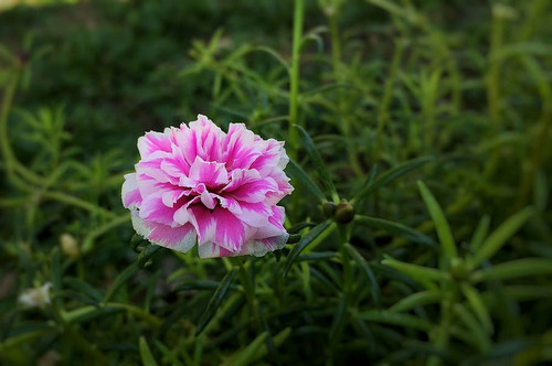 14 Portulacagrandiflora1 5a2250a7 38d5 492a bdde d8a80dc7e661 jpg.jpg