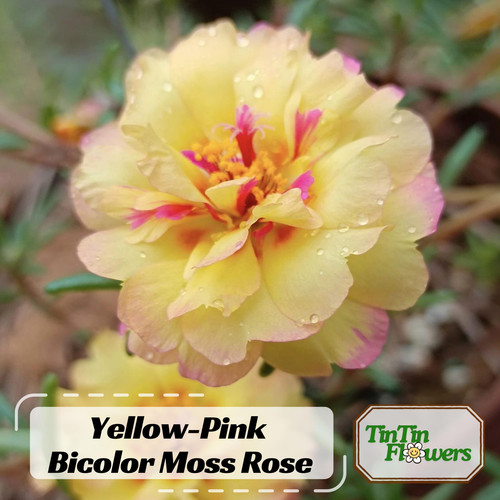 il fullxfull.6535515352 55e7.jpg