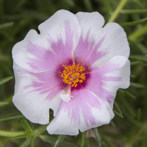 purslane samba pink bicolor.jpg