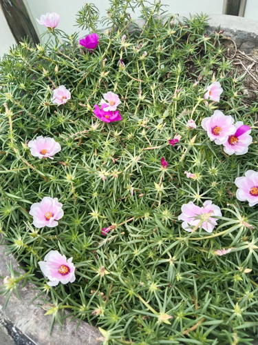 il 1588xN.7457780319 qpht.jpg