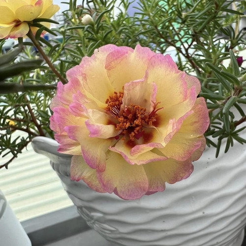 il 1588xN.6583633709 pvcy.jpg