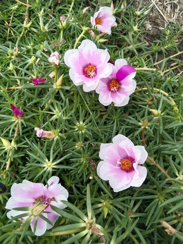 il 1588xN.7457780259 rgk4.jpg