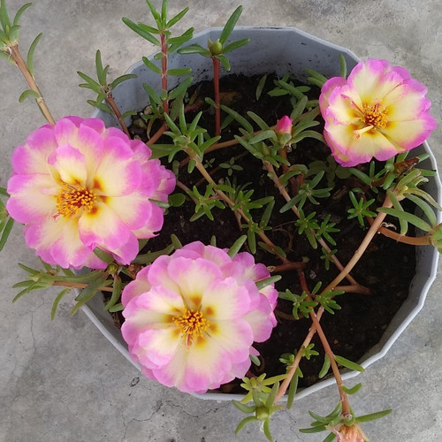 il 1588xN.6583633981 greh.jpg