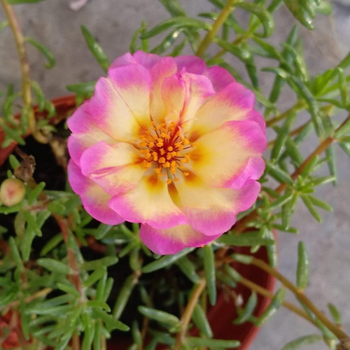 il 1588xN.6535515140 92xs.jpg