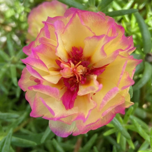 il 1588xN.6583633711 jgs0.jpg