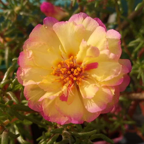 il 1588xN.6535515134 lvl6.jpg