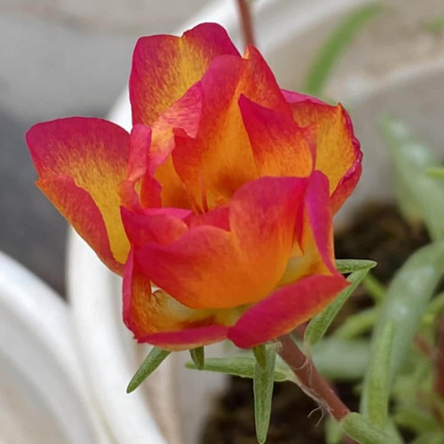 il 1588xN.6533375215 q7zm.jpg