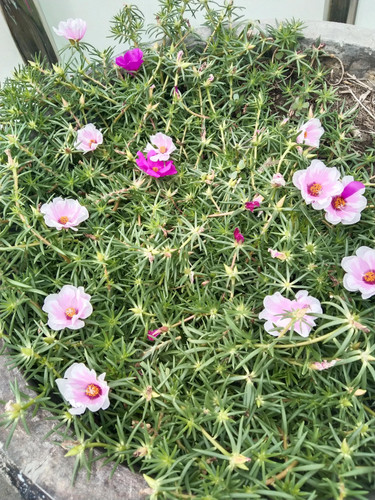 il 1588xN.7457780319 qpht.jpg