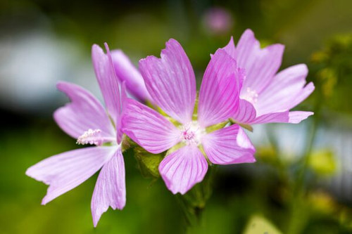 Musk Mallow July 2023 600x400.jpg