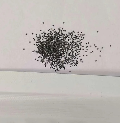 Portulaca Grandiflora 1.jpg