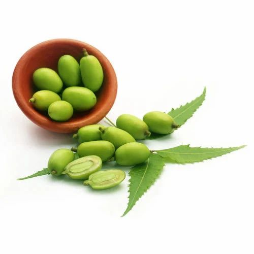 neem fruit 500x500.jpg