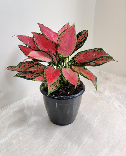 77fded02 6d54 4cda a52f 53c9a1da46fe.jpg