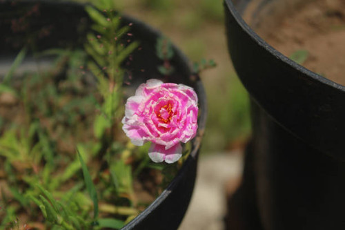 These beautiful pink purslane flowers grow perfectly.jpg