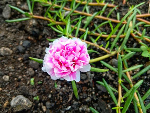 Beautiful pink and white flowers.jpg