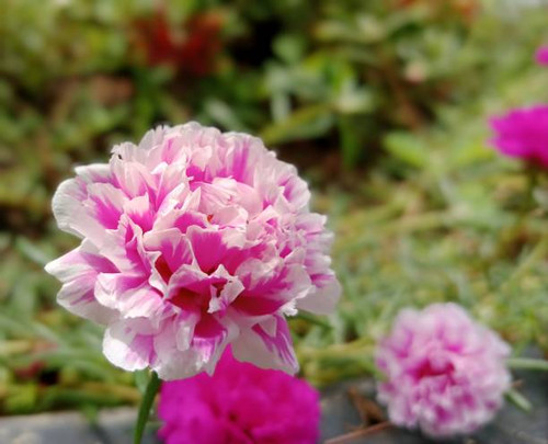 beautiful rose purslane flowers are blooming.jpg