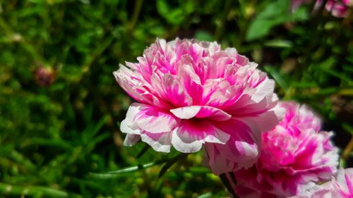 Outdoor plant and gardening idea.jpg