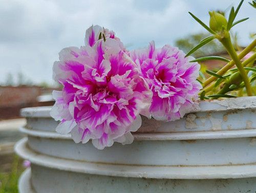 This image captures two stunning Portulaca grandiflora flowers, also known as moss roses, blooming i.jpg