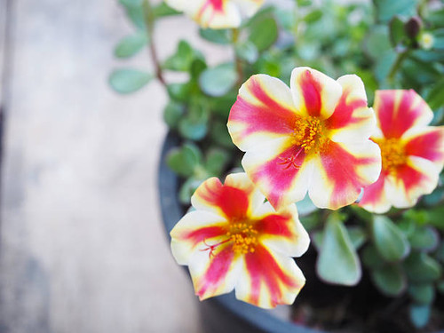 Beautiful pusley flowers in black plastic plot, portulaca oleracea.jpg
