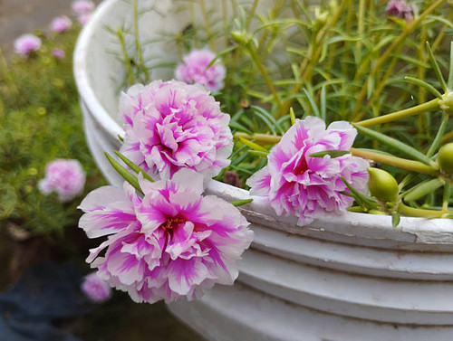 This image features vibrant pink and white Portulaca grandiflora flowers blooming gracefully in a wh.jpg