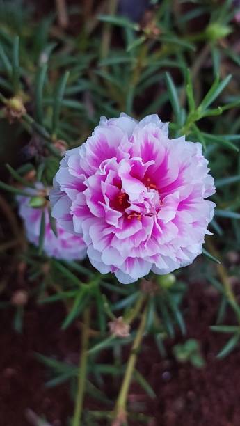 Who believe that this beautiful flower blooming above my Father's grave? I love him and I miss him..jpg