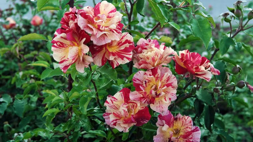 Beautiful variegated red yellow roses in rose garden. Gardening concept. Slow motion..jpg