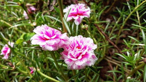 Nature plant photography pink flower.jpg