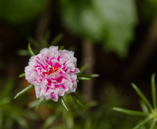 Pink portulaca blooming in morning sun light..jpg