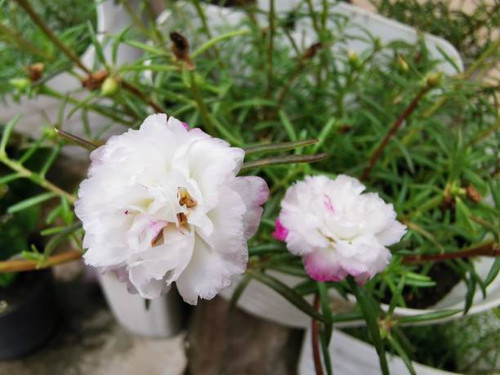 this flower called Sutra Bombay in Indonesia. it has the Latin name grandiflora portulaca, a rose pe.jpg