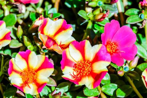 Photo Picture of Beautiful Blooming Flower Background.jpg