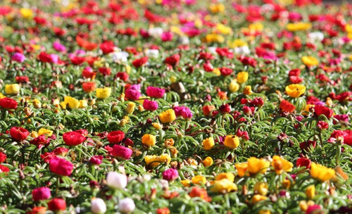 13 il 570x N 5165655510 liml jpg.jpg