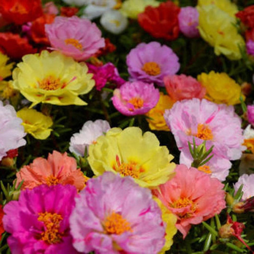 12 1d2c4a535a47fdb9823d460c3db28bf2f1972afb 1024 1024.jpg