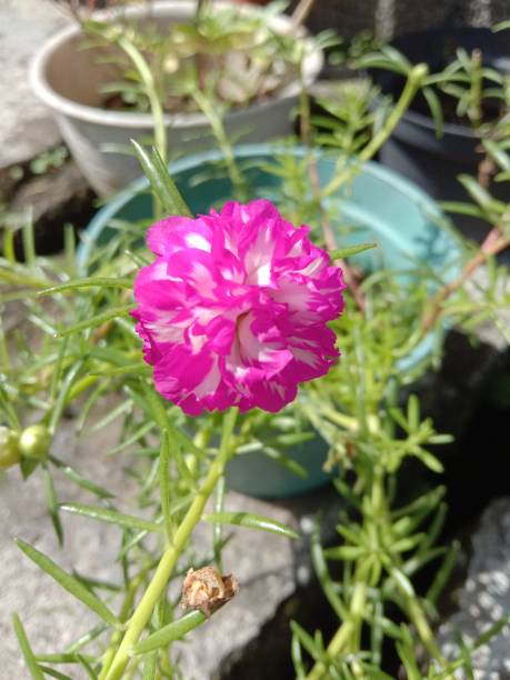 A rose purslane flower that blooms beautifully among the green leaves.jpg