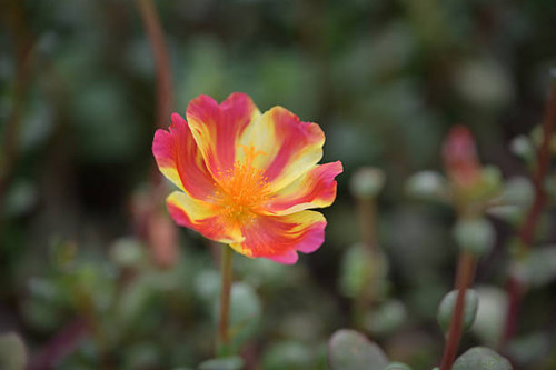 A close-up of a vibrant, multi-colored portulaca oleracea flower, with petals transitioning from hot.jpg