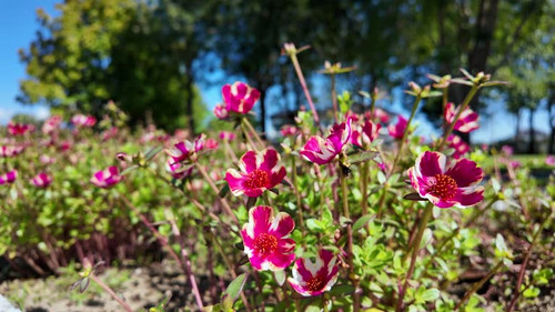 Vibrant Blossoms: A close-up shot captures a bed of pink and white flowers basking in the soft sunli.jpg